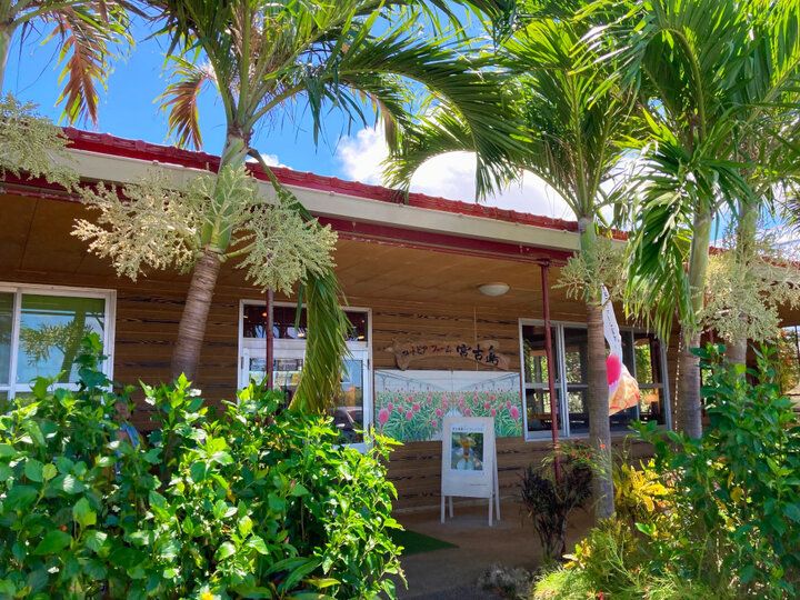 完熟マンゴー尽くしの贅沢スイーツが人気♪南国の花が咲き誇る観光農園「ユートピアファーム宮古島」へ