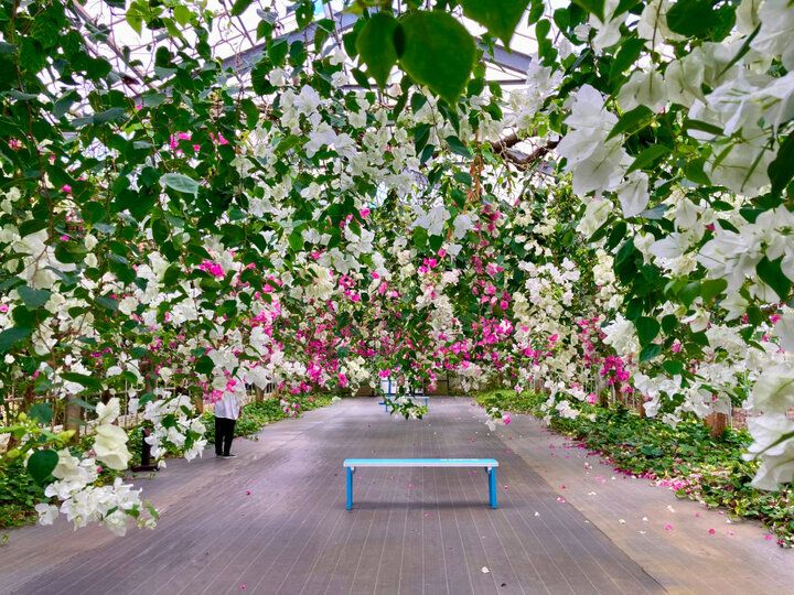 完熟マンゴー尽くしの贅沢スイーツが人気♪南国の花が咲き誇る観光農園「ユートピアファーム宮古島」へ