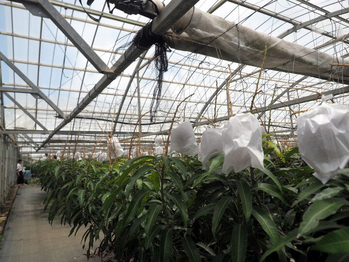 完熟マンゴー尽くしの贅沢スイーツが人気♪南国の花が咲き誇る観光農園「ユートピアファーム宮古島」へ