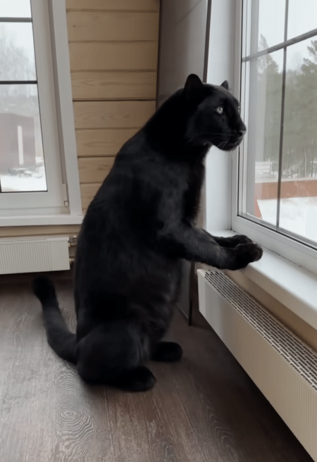 ちょっぴり猫背でお外を監視！ 警備をがんばる黒ヒョウさん。