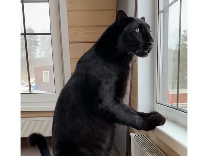 ちょっぴり猫背でお外を監視！ 警備をがんばる黒ヒョウさん。