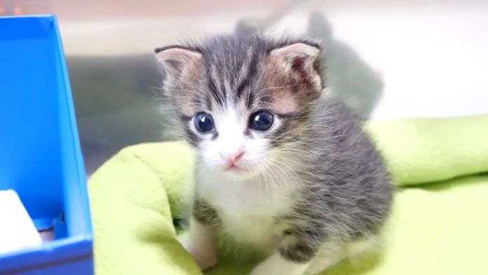 寂しそうな子猫