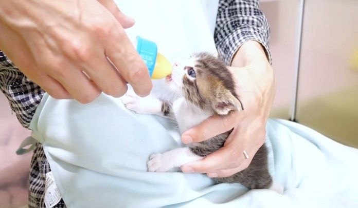 ミルクを飲む子猫