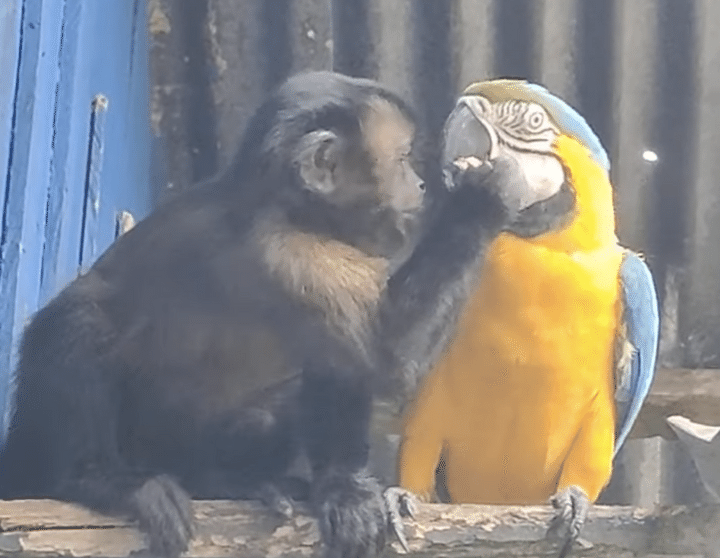 おサルさん、お友達のインコに「あ〜んして！」