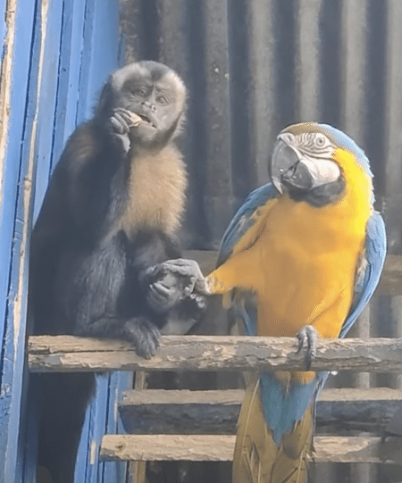 おサルさん、お友達のインコに「あ〜んして！」