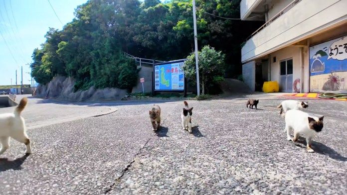 集まってくる猫達