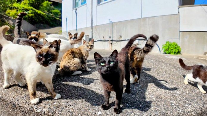 たくさんの猫達