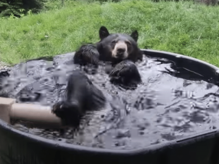 暑い日はやっぱりプールが最高！バシャバシャ水遊びするクマさん。