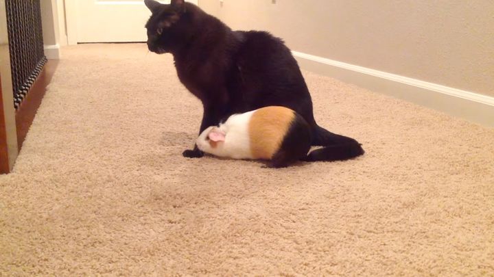 モルモットに慕われまくる黒猫さん、どうしていいか分からず固まる