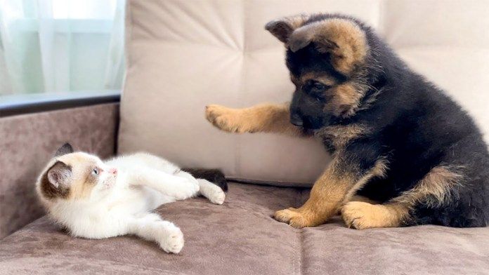 出会った子猫と子犬