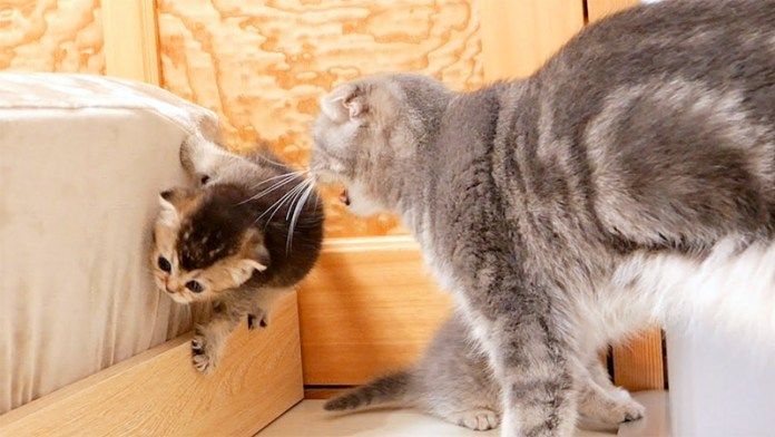 母猫の怒られた子猫