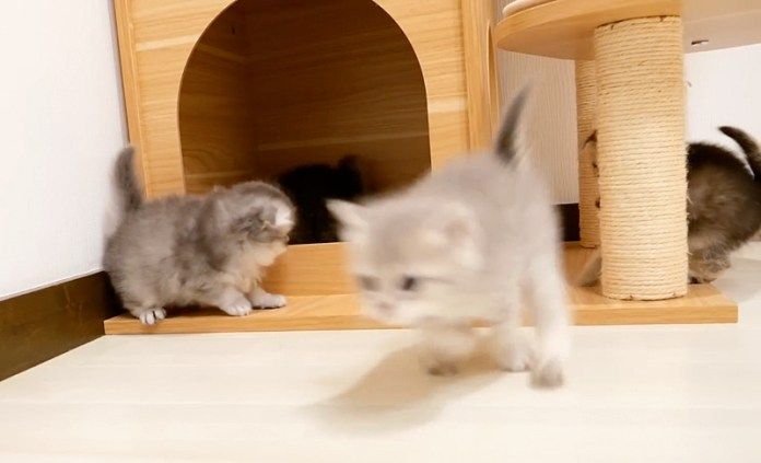 遊び回る子猫達