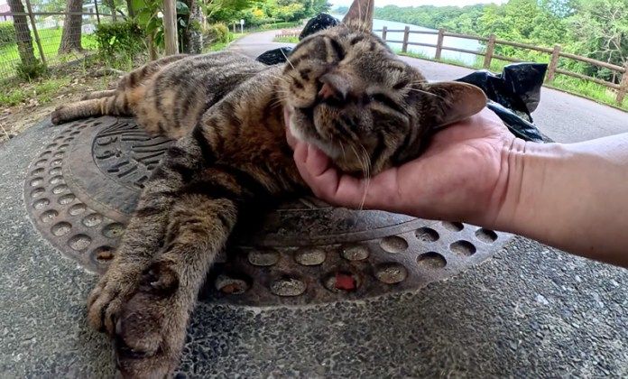 撫でられる猫