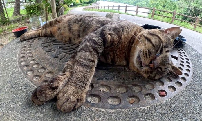 悪夢にうなされる猫