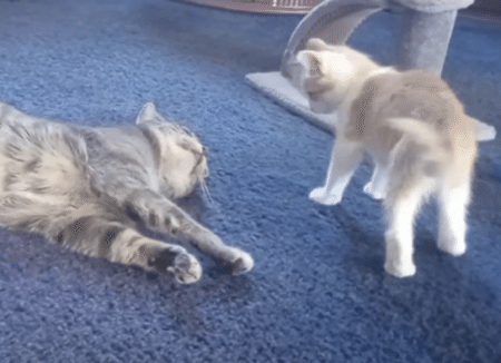 かかってこーい！ 子猫に力加減を教えてあげる先輩。