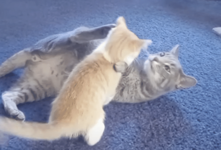 かかってこーい！ 子猫に力加減を教えてあげる先輩。