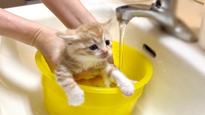 初めてシャンプーする子猫
