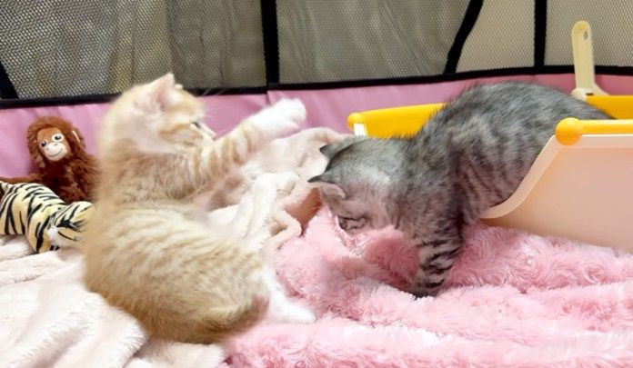 元気に遊ぶ子猫達