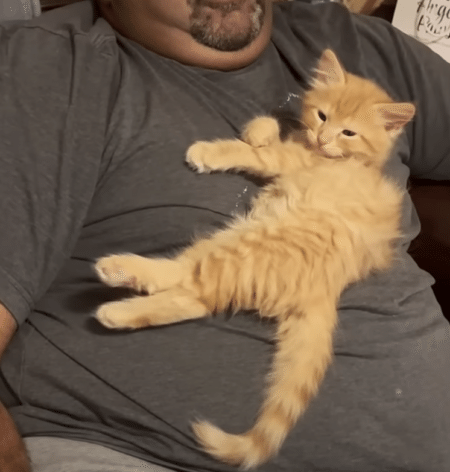 子猫が可愛すぎて、これはもう動けない！ 飼い主さんのお腹をベッドに♡