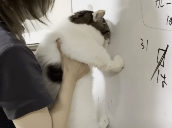 久しぶりの猫壁チャレンジ！ 手で押し返せるかな？