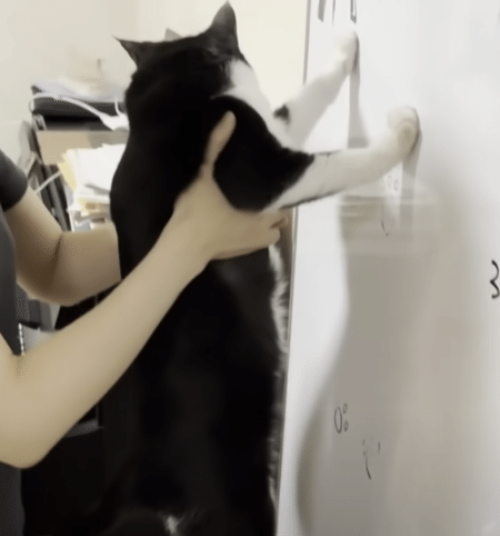 久しぶりの猫壁チャレンジ！ 手で押し返せるかな？