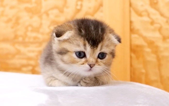 電池切れした子猫