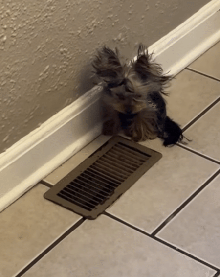 家の中にいるのに、毛がボサボサになっちゃう犬さん「面白い場所見つけた！」