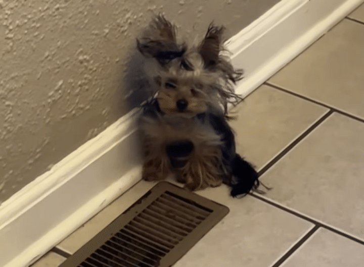 家の中にいるのに、毛がボサボサになっちゃう犬さん「面白い場所見つけた！」