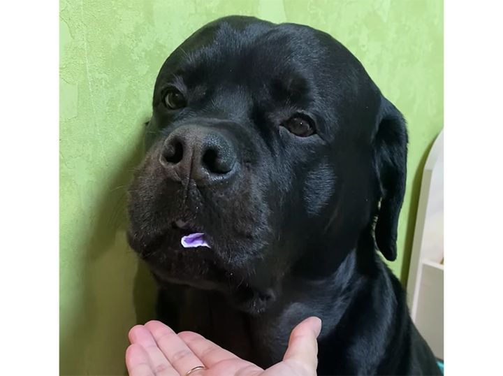 バレていないと思っているのは犬さんだけ！ 口の中に隠しているものを出しなさいっ！