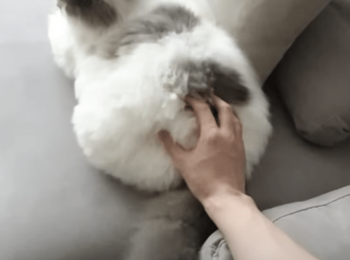 モフモフ猫の背中、触ってみたら可愛い反応が見れた♪