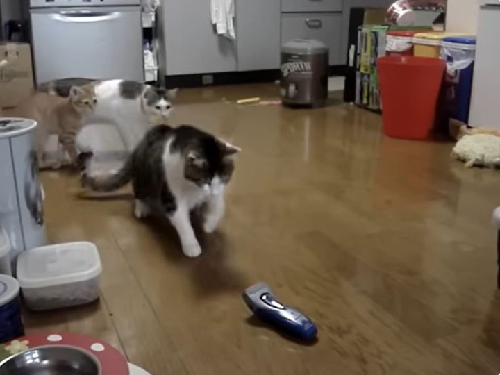 警戒しつつも興味津々！？