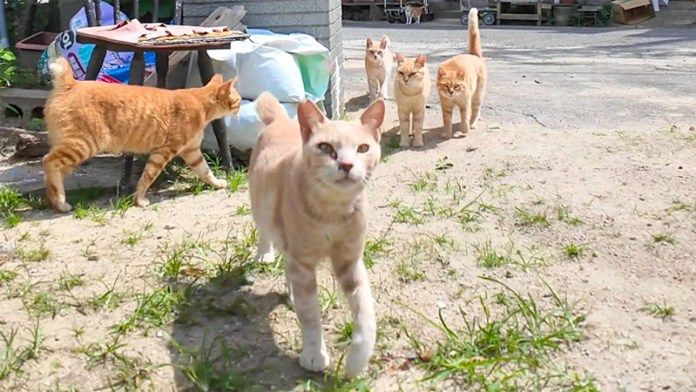 猫島の小学校の登校風景