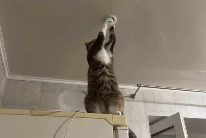 高い場所なら任せるにゃ！ 照明をチェックしてくれる猫さん。