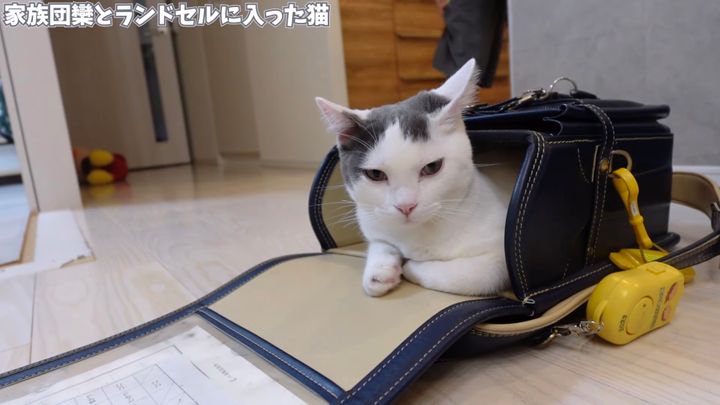 兄ちゃんのランドセルでじゃれ遊ぶ猫、我が物顔とはまさにこの顔