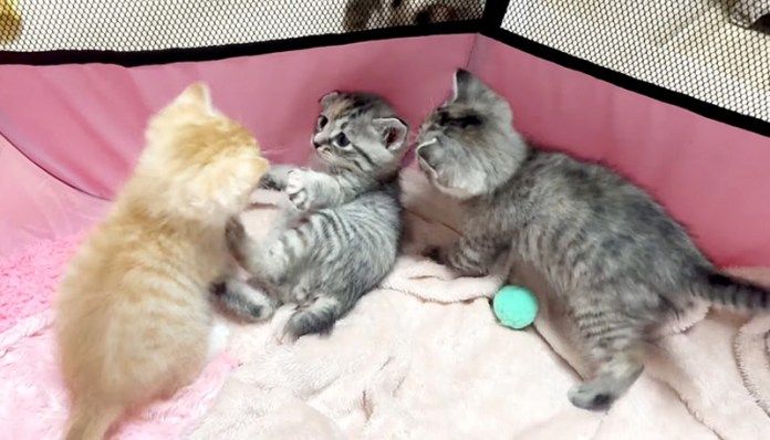 再会した子猫達