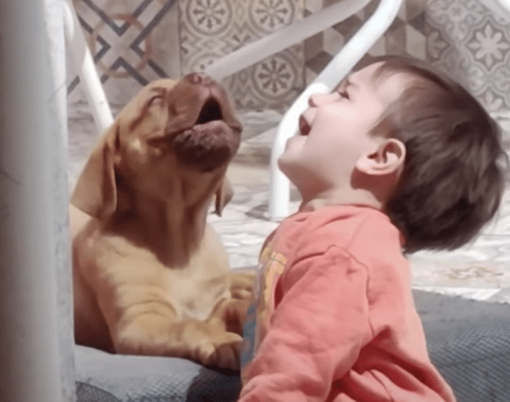 子犬と一緒にせーのっ、で歌うよ！ 赤ちゃんも犬さんも可愛すぎる♡