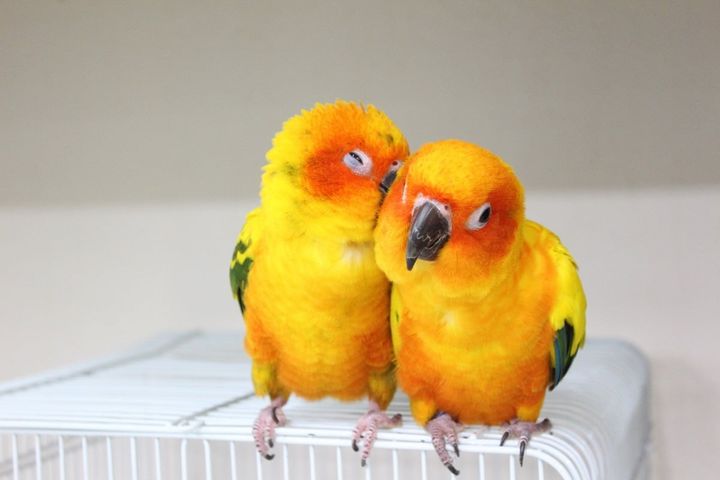 動物病院では、犬や猫以外の動物も診察してもらえる？