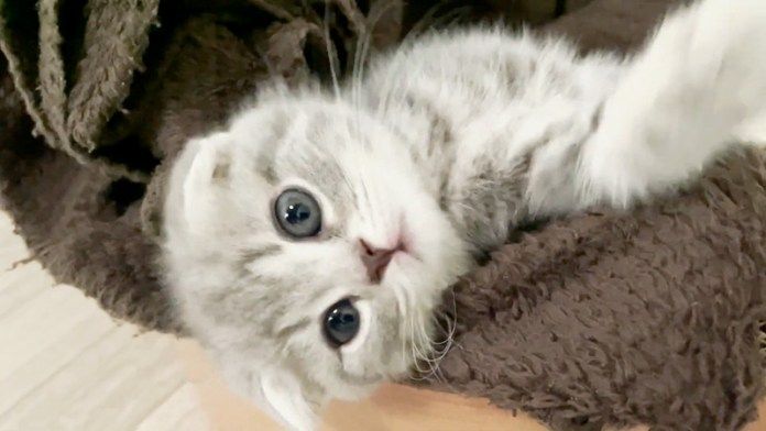 毛布が大好きな子猫