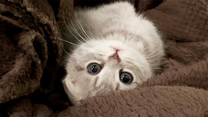 毛布をもらった子猫