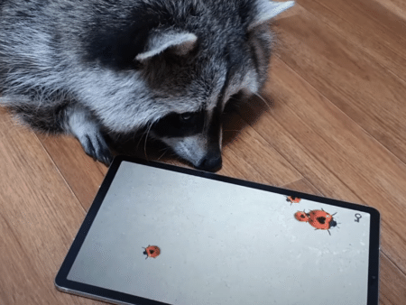 全部捕まえる裏ワザ発見？ アライグマとゲームをしてみた！