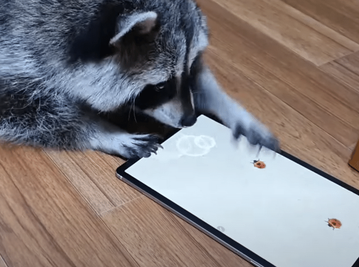 全部捕まえる裏ワザ発見？ アライグマとゲームをしてみた！