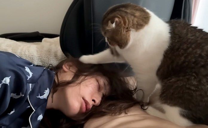 お母さんを起こす猫