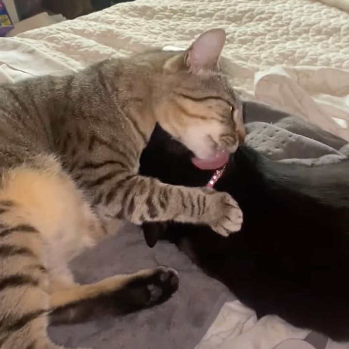 電気毛布の上でなめ合う兄妹猫、仲良く激しく攻守交代