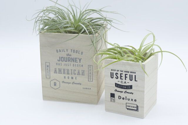 ダイソーの木製インテリアペンBOX（デザインロゴ）にエアプランツを飾る様子