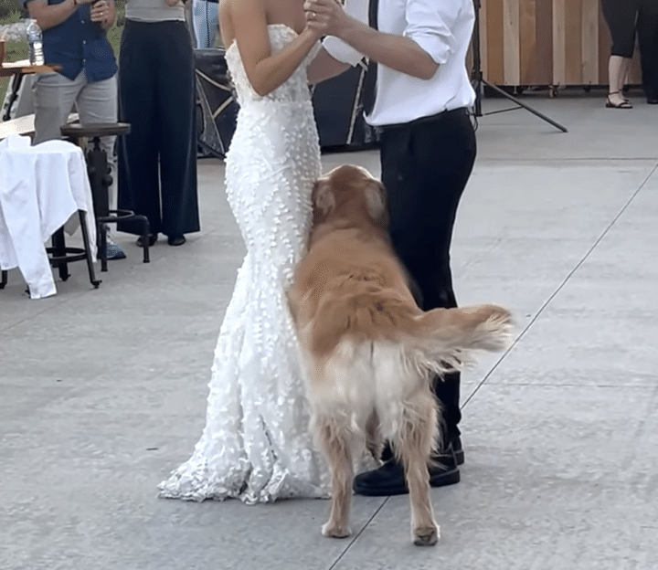結婚式のダンスを妨害！ かまってほしい犬さんが可愛すぎる。