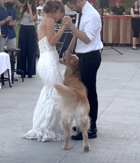 結婚式のダンスを妨害！ かまってほしい犬さんが可愛すぎる。