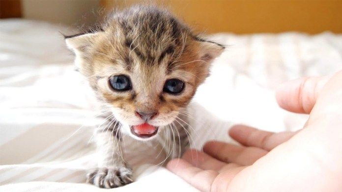 大鳴きする子猫