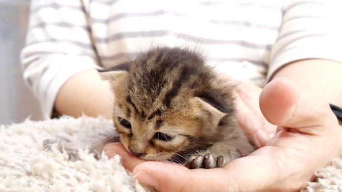 フミフミする子猫