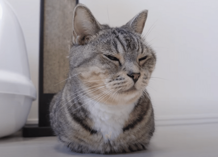 香箱座りはリラックスしているから！ 姉猫の隣に座ると？