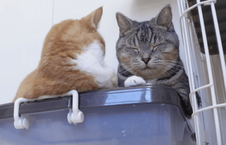 香箱座りはリラックスしているから！ 姉猫の隣に座ると？